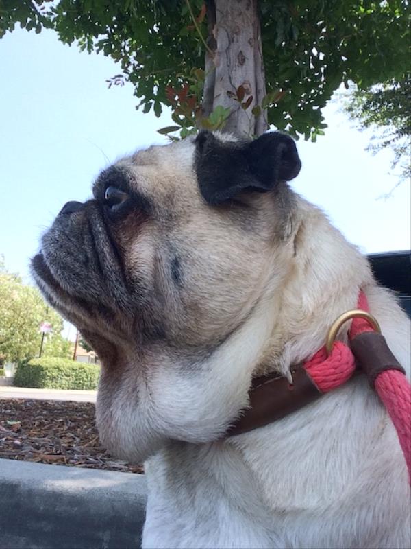 /images/uploads/pug nation rescue of los angeles/pugnation2020/entries/11317thumb.jpg
